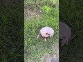 Maggots Eating Through Pup's Head While Still Alive, No One Stopped To Help [STORY BELOW]