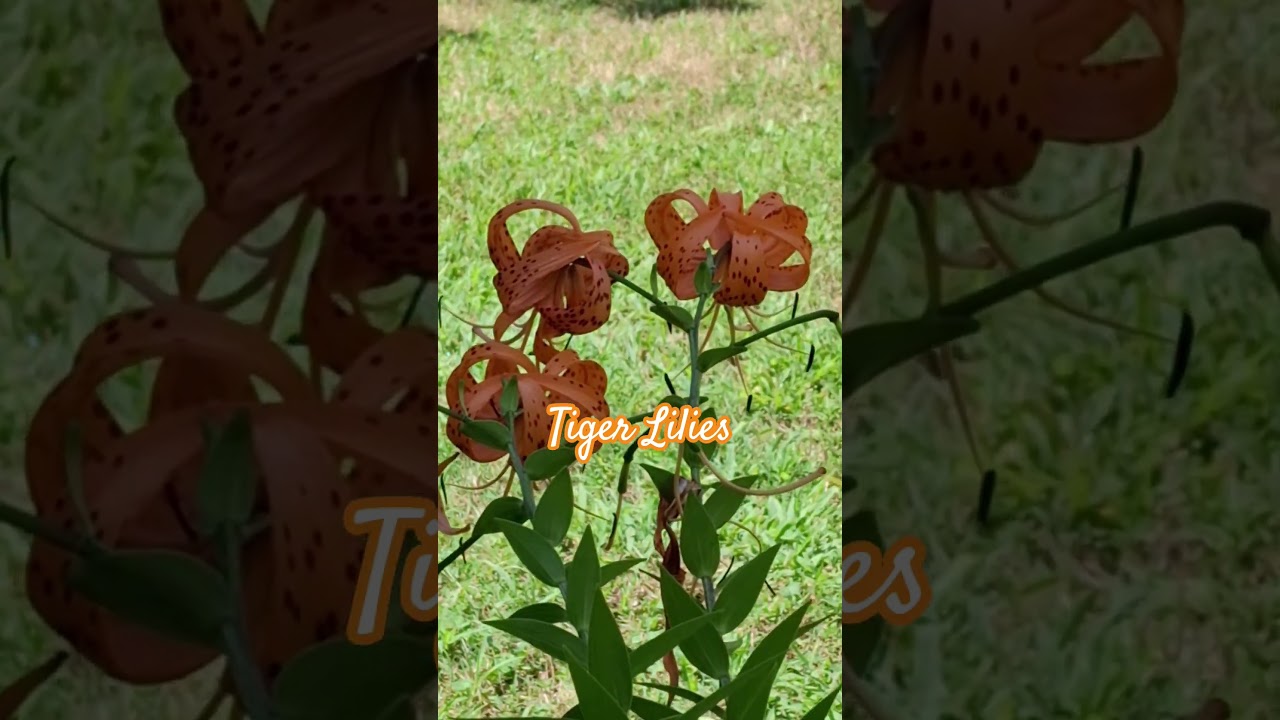 Blue Sky and Tiger Lilies 