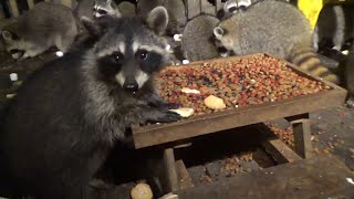 September 06, 2023 - Wednesday Night All You Can Eat Raccoon Buffet For A Party Of 41 Raccoons