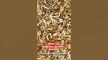 Пажитник (Хельба),🍀 лекарство от 100 болезней./Fenugreek is a cure for 100 diseases.🍀