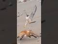 O animal mais RAPIDO do planeta... #curiosidades #animais #bichos