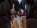 Winter is tough for short haired dogs #puppy #dog #winter #cozy #pitbull