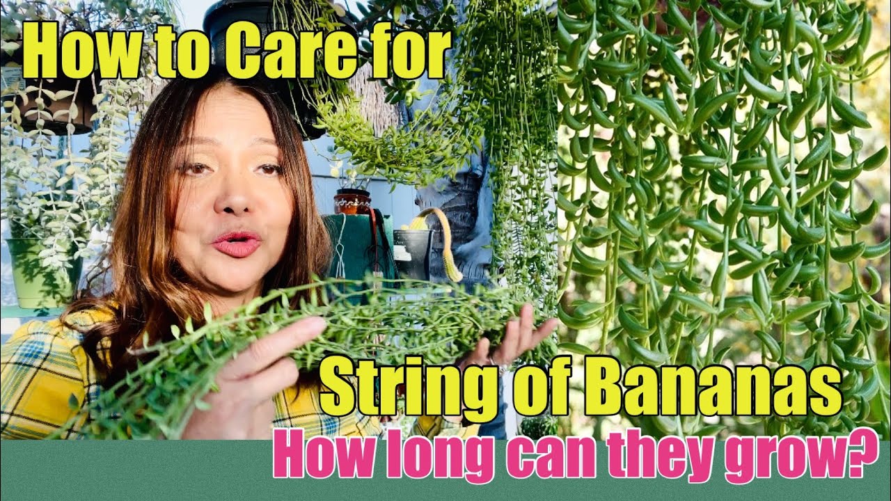 How to Care for String of Bananas | Senecio Radicans how long can they grow | Succulents by Vonny |