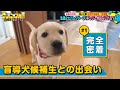 【出会い編】盲導犬を目指すラブラドール・レトリーバーとそのパピーウォーカーに密着