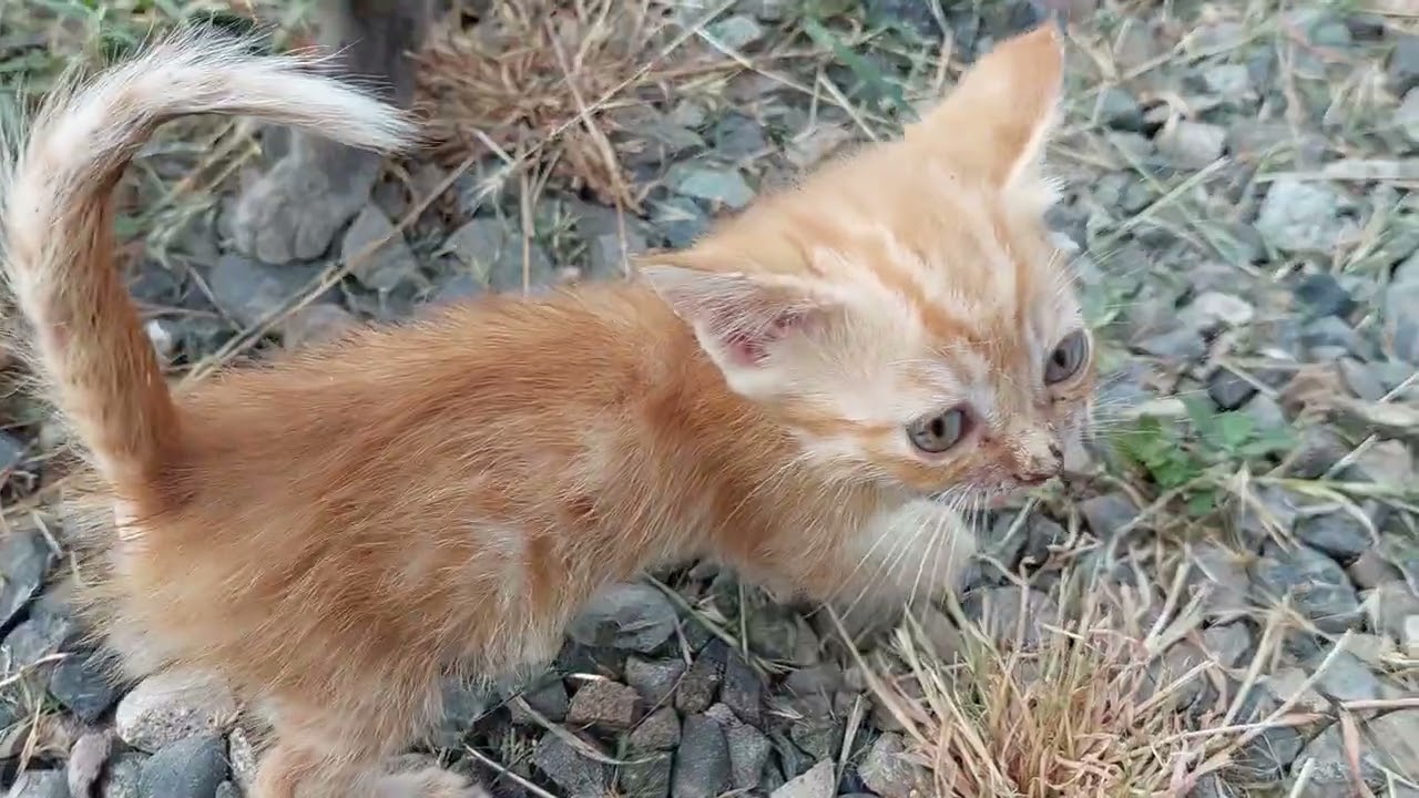 Nervous Cats YouTube