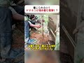 信じられない！ ヤマネコが鶏小屋を襲撃！？ #ヤマネコ捕獲作戦 #鶏小屋防衛 #自作トラップ #夜の侵入者 #田舎の知恵