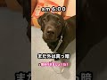 冬の朝6時とは思えないテンションのラブラドールレトリバー #shorts #黒ラブ #大型犬 #散歩