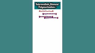 Intermediate filament polymerization🔥✔️#biology #science #ignou #bio #cell #msc #cellbiology #shorts