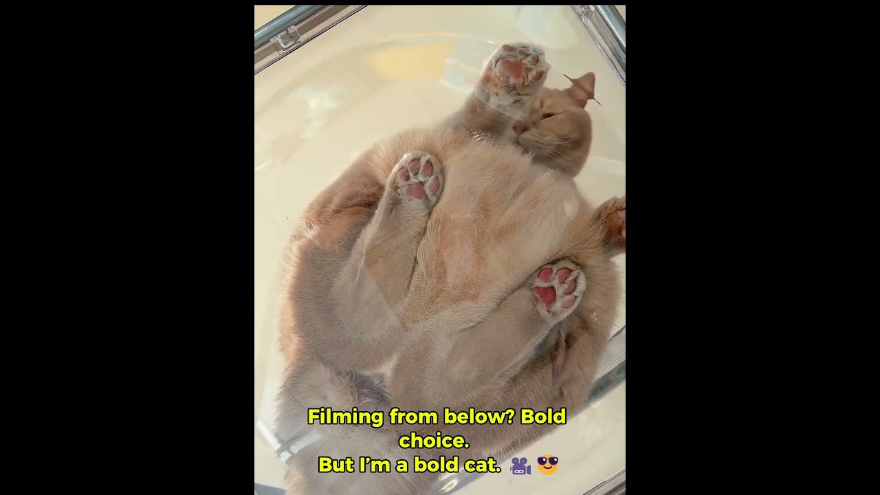 This Cat From Below&hellip; You Won&rsquo;t Believe the View! 😮🐾#funnycats #cutecat  #pov #relaxingcat #catspa