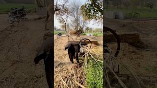 Donkey operating with help start Gear system #shorts #trending #vrial