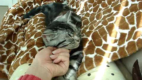 Watch the video about American shorthair kitty - enjoying sunshine and massage