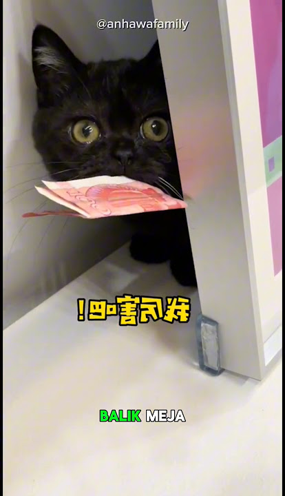 Kucing Hitam Temuin Duit di Tempat yang Nggak Masuk Akal #shorts #catlovers #feedshorts #kucing