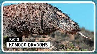 Komodo Dragons - The Ancient Lizards Still Roaming Our World by Amazing world of Animals 1,834 views 3 months ago 2 minutes, 32 seconds