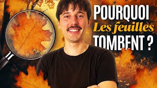 Pourquoi Les Feuilles Tombent Des Arbres ?