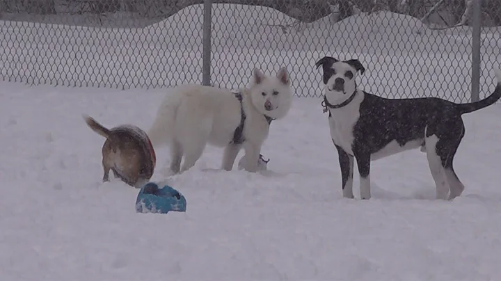 Mysterious respiratory illness has Vt. veterinarians, dog owners on alert