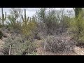 No talking, just walking: Come relax in the Grand Sonoran Desert crunchy ASMR