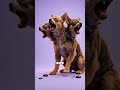 What if you crossed a chihuahua with a Cerberus? #whatif #animals #viral #chihuahua #cerberus #usa