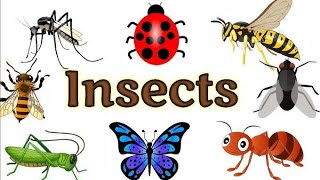 Insects Name in Hindi and English ।। Insects for kids।। 10 Insects Name