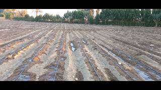 زراعة القمح بنظام الري بالتنقيط في الاراضي الرملية