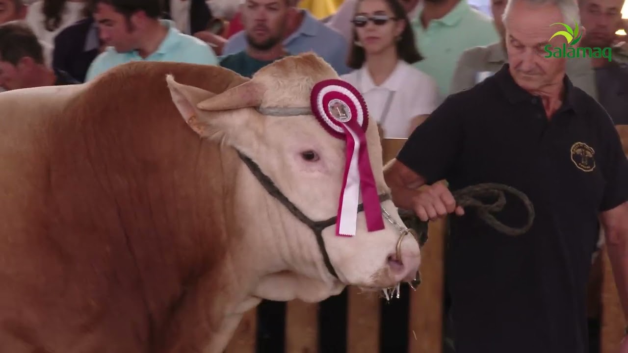 SUBASTA NACIONAL DE GANADO BOVINO