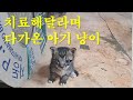 치료해 달라며 다가온 아기 냥이