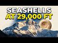 The Tethys Ocean Died to Build Mount Everest and Left Seashells at 29,000 Feet