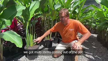 How do you take care of a heliconia plant?