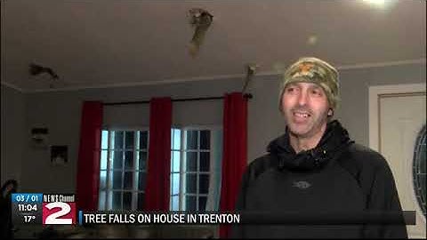 Tree falls on house in Trenton