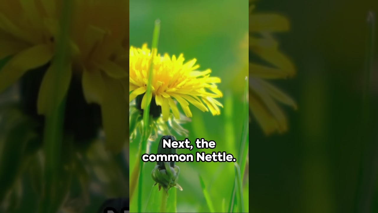 Edible Wild Plant Identification 