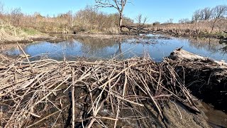 “BEAVER DAM REMOVAL” Leaves Beavers Scratching Their Heads In Confusion