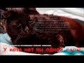 Безлапый кот Илай который живет в приюте Дари добро Новосибирск Animals with disabilities need help