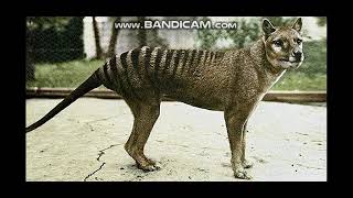 Tasmanian Tiger Sounds