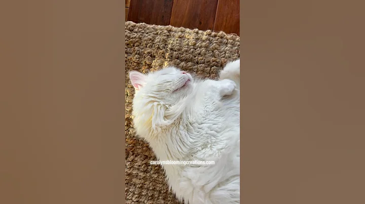Video 5816211: maine coon cat sleeping