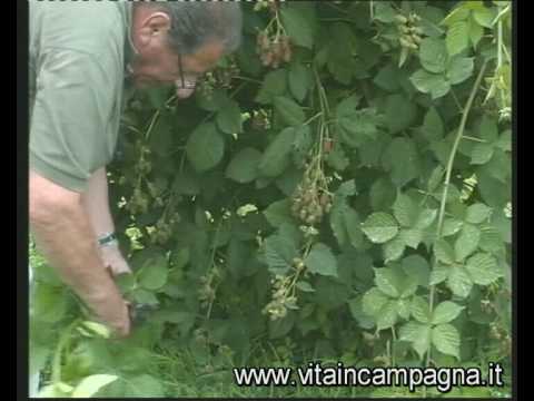 Video: Che cos'è la pianta di Salal - Scopri la cura delle piante di Salal