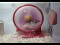 La Rata FLV