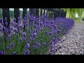 ‘Sweet Romance’ Lavender Update! 💜🙌// Garden Answer