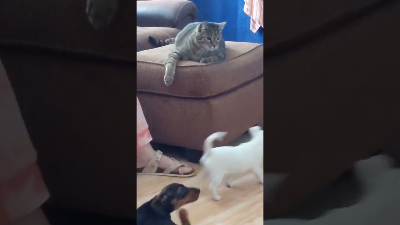 Tigger Shows The Puppies Who The Boss Is!!!