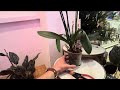 Что делать, когда орхидея отцвела #орхидеи #цветы #комнатныерастения