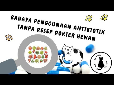 Video: Tylosin 50, 200 Untuk Kucing: Petunjuk Penggunaan Antibiotik Dalam Kedokteran Hewan, Dosis, Ulasan Dan Analog