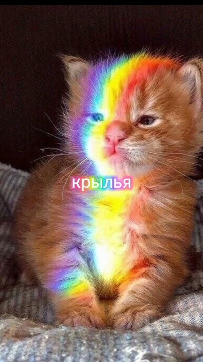 наша фея цвет радужный 🧡💛💚💙💜 #выбирашки #эстетика #подпишись # ...