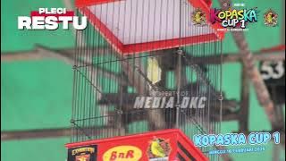 PLECI RESTU‼️Burung Pleci termahal se-Indonesia harga 150 juta🔥🔥