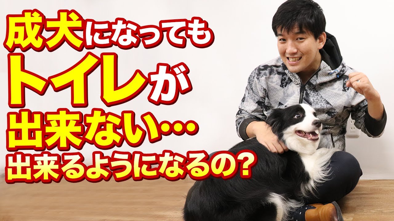 成犬になってもトイレが出来ない 出来るようになるの Youtube 成犬になってもトイレが出来ない 出来るようになるの Youtube