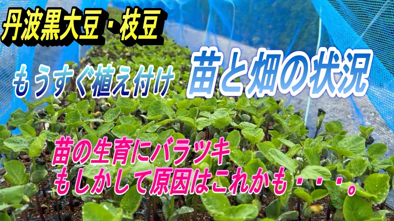 【丹波黒大豆・枝豆】苗の生育が何かおかしいな～。もしかして原因はこれかも・・・。