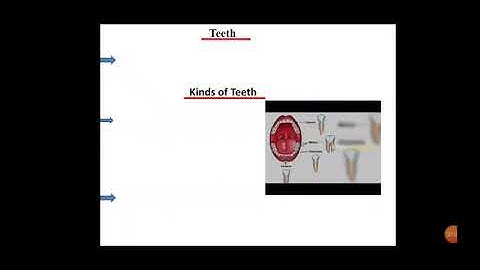 Class 4 Science Ch.7 The digestive system & teeth,video no 2