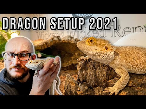 Bearded Dragon Setup | How To Set Up A Bearded Dragon Enclosure On A Budget 2021