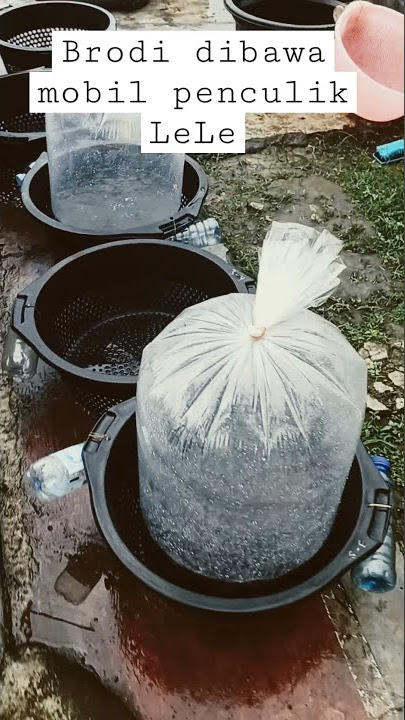 BOS LIMBAD BAWA LELE MUTIARA|| PANEN RAYA