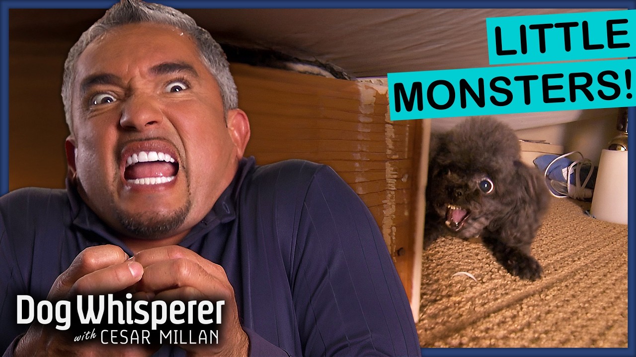 Cesar Millan VS Small Dogs With BIG Bites | Dog Whisperer Compilation