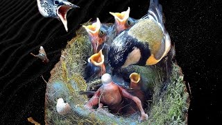 From empty nest to first egg in less than 8 minutes! - BlueTit nest box live camera highlights 2024
