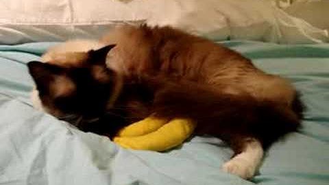 Ragdoll Cat High On The Yeowww! Catnip Banana ねこ - ラグドール - Floppycats