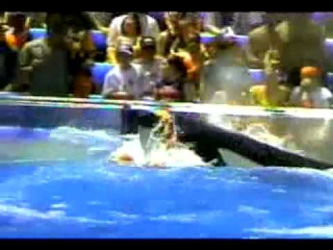 Vidéo: Tilikum a-t-il déjà été publié ?